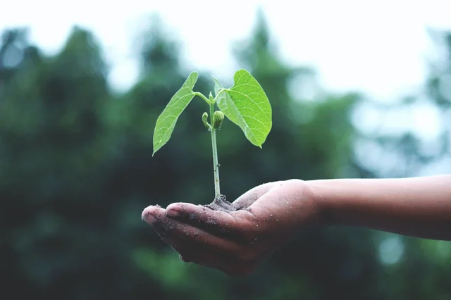 How Sustainability Strategies Drive Business Success